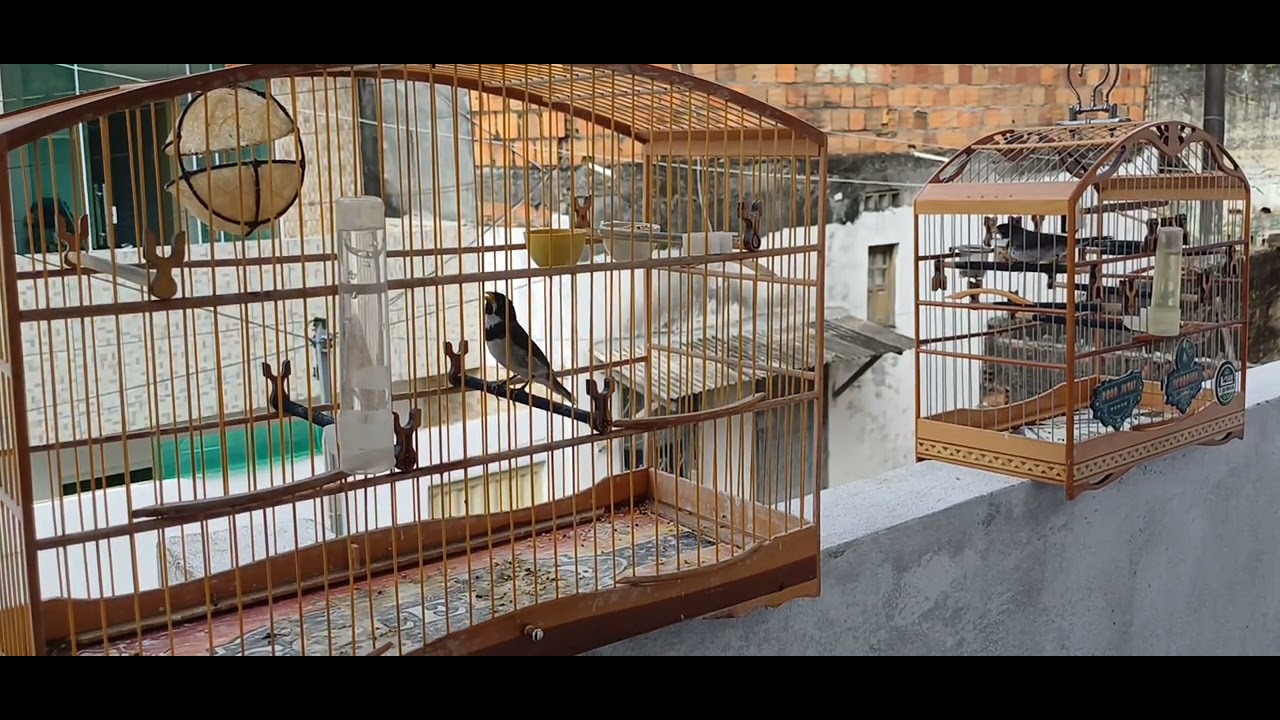 treino de levo nos coleiros comentem aí galera curti e se escreve no meu canal agradeço a todos