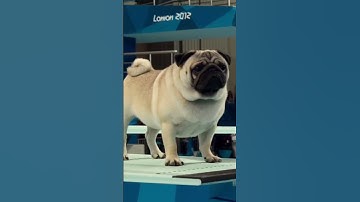 Diving finals in the Puppy Olympics #puggy #pug