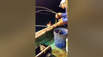 Nghề câu mực đêm của ngư dân cà mau p2