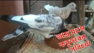 ভাদ্র মাসে কবুতরের কি কি পরিচর্যা করতে হবে 