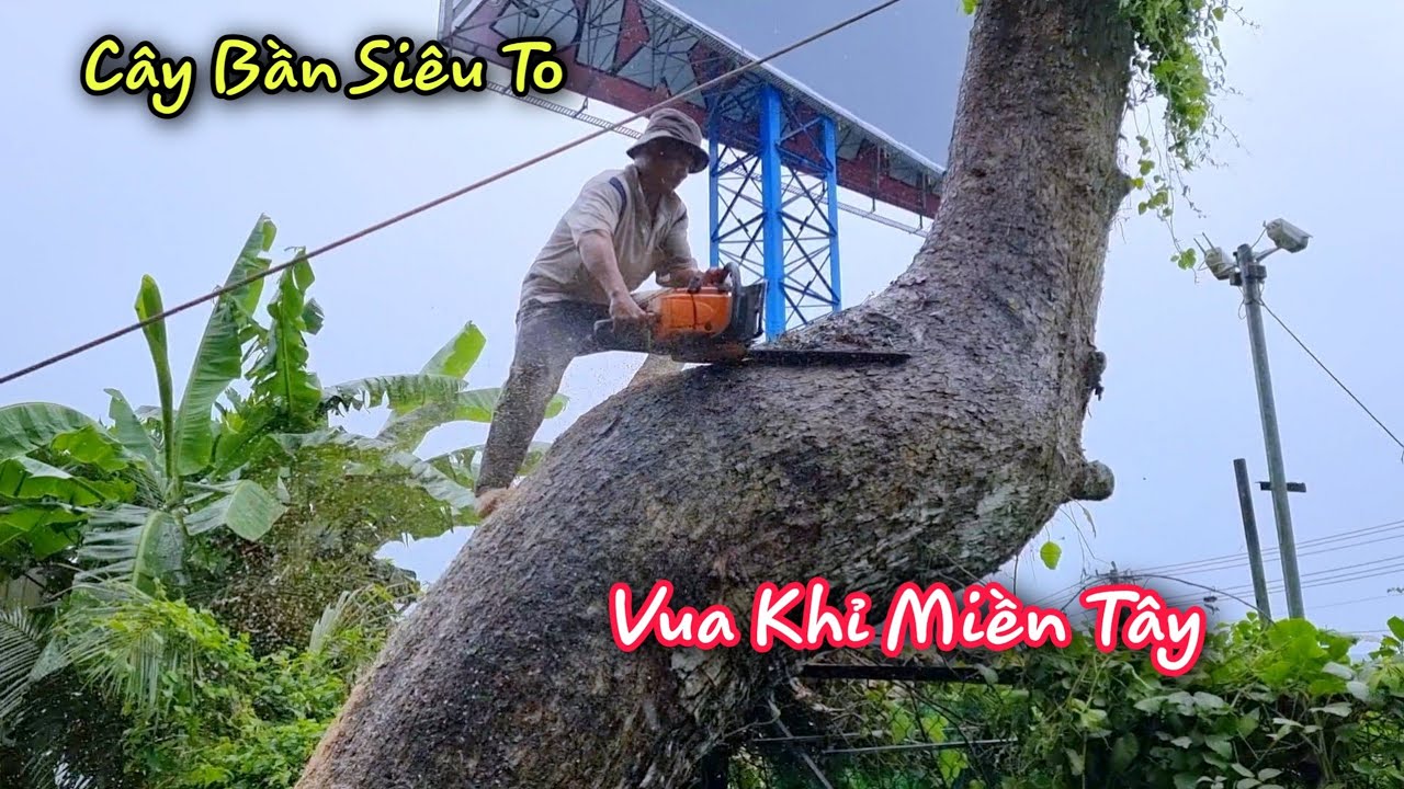 Vua khỉ Miền Tây cưa cây Bần Khủng và vô cùng khó khăn... - youtube
