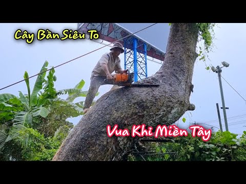 Video Vua khỉ Miền Tây cưa cây Bần Khủng và vô cùng khó khăn... - youtube