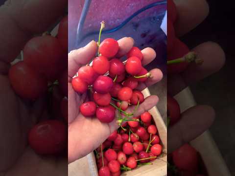Kashmir Cherry ❤️ Fresh & Juicy ASMR 🍒 | A1 Fruits Thokkottu #shorts