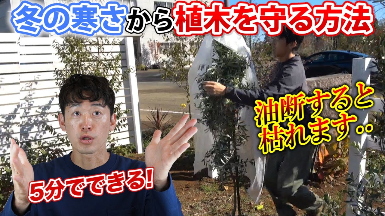 【常緑樹の冬囲い】冬囲いの方法と冬囲いをするべき基準
