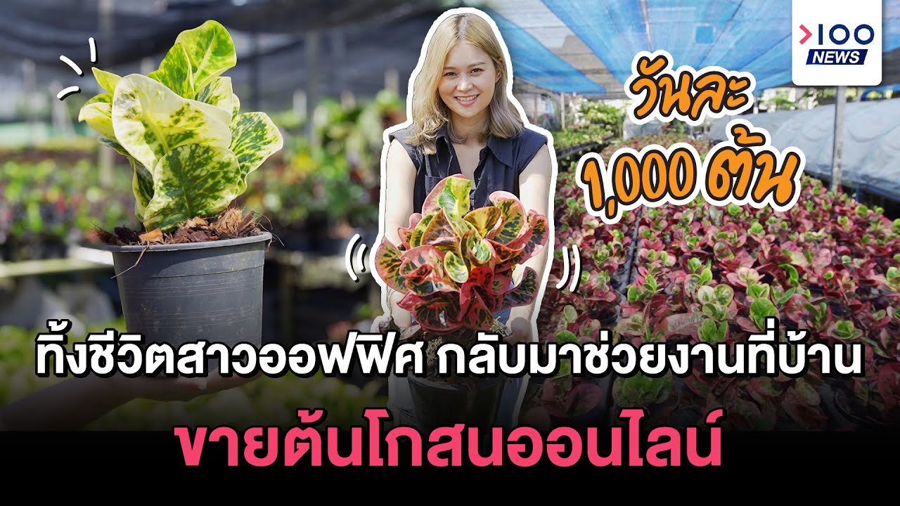 ตลาด ออฟฟิศ กลางวัน  New  ทิ้งชีวิตสาวออฟฟิศ กลับมาช่วยงานที่บ้าน ขายต้นโกสนออนไลน์ วันละ 1,000 ต้น | 100NEWS