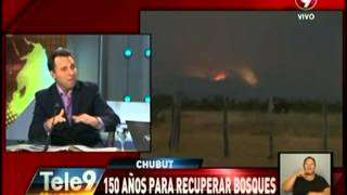 Chubut: 150 años para recuperar bosques