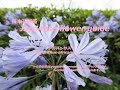 青い華火？！Blue fireworks? !  アガパンサス Agapanthus africanus              季節の花！　日本花図鑑　Japanese flower guide