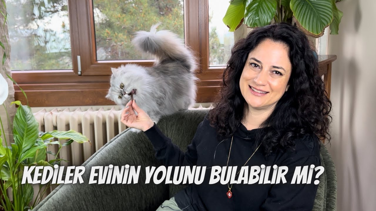 Kediler evinin yolunu bulabilir mi?