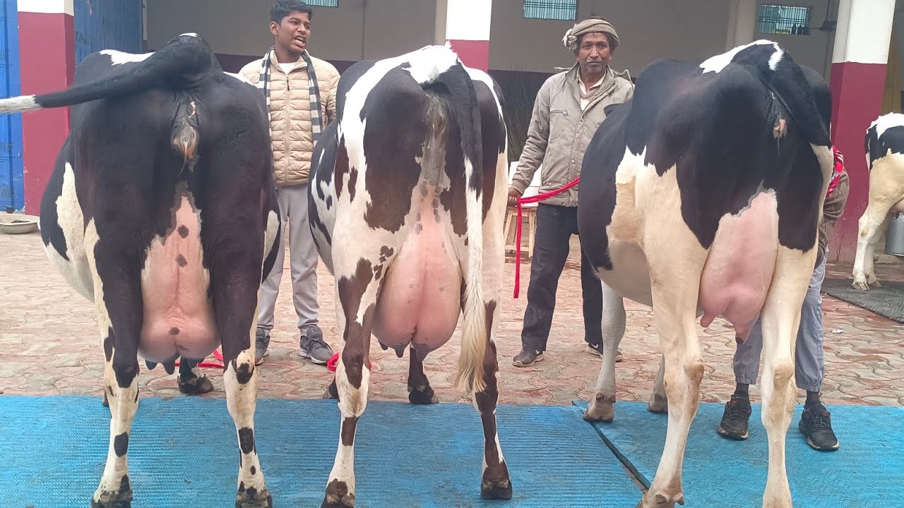 नव वर्ष के उपलक्ष्य में देखिए बिक्री वाली गाय शकील डेयरी फार्म पर।8127933448,9936366262,8127932875