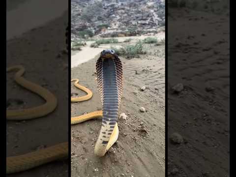 ثعابين جوا بيتك خطر حيوانات ثعابين زواحف