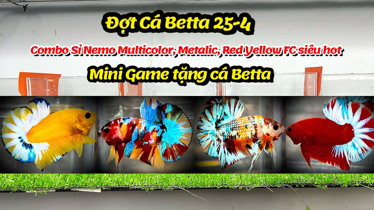 Đợt Cá Betta 25-4 Combo Sỉ Nemo Galaxy Multicolor, Metalic, Red FC, Yellow FC cá đẹp giá tốt !