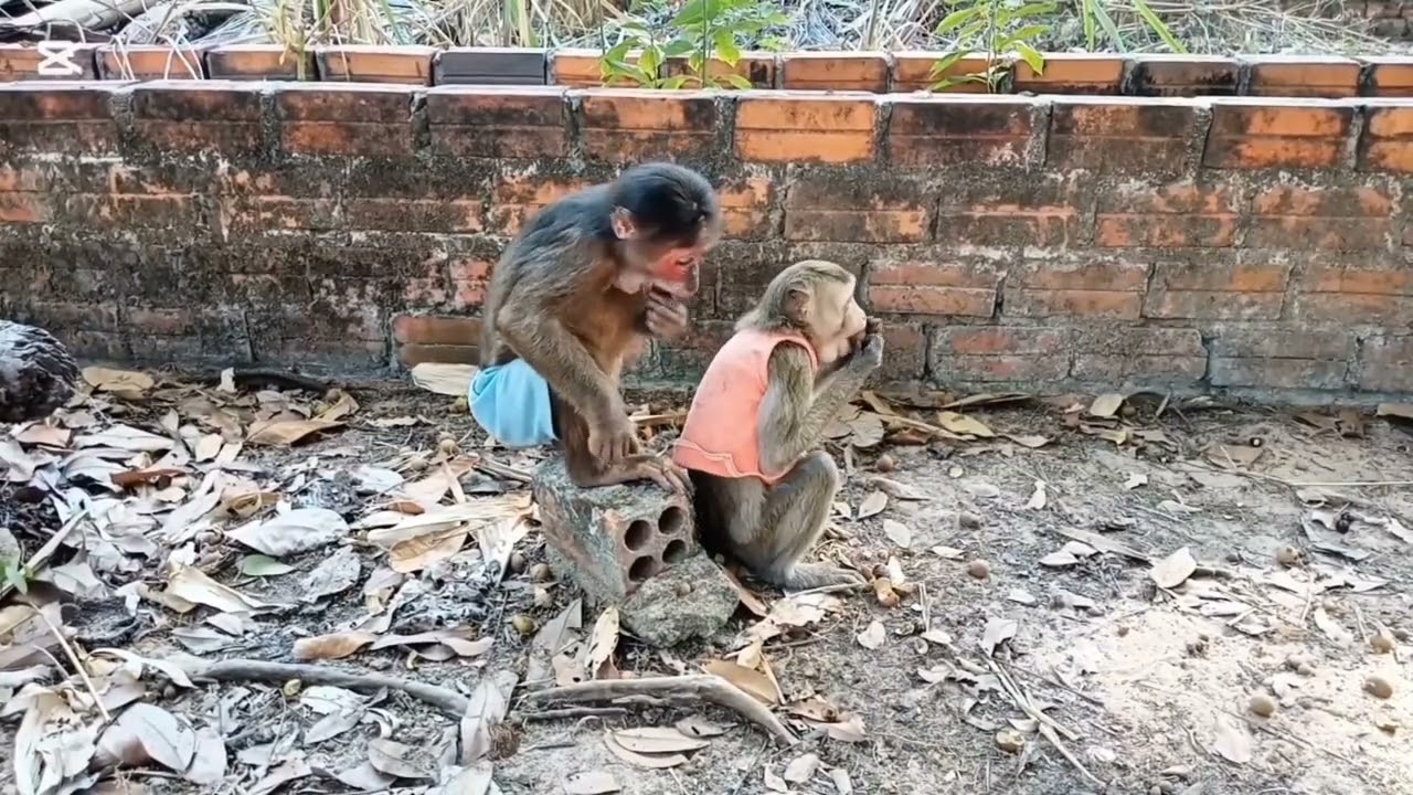 Monkeys Being Sweet - Grooming, Sharing Food & Loving Each Other 