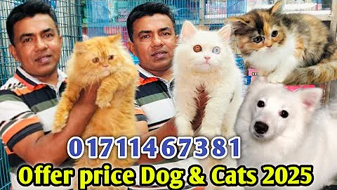 Video 7775251: persiancat persians, persian mixed breed cat, persian cats animals, persiancat pets, pretty persian