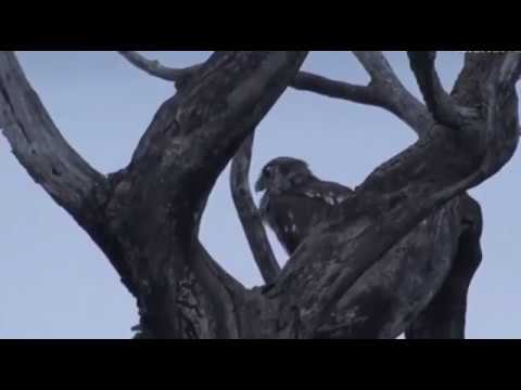 sindile faku April 28, 2017- Sunrise- Verreaux Eagle Owl (rare sighting)
