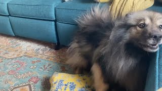 My Fluffy Dog Just Can’t Get Comfy! by Kumo and Sully 213 views 1 month ago 1 minute, 5 seconds