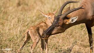 A new topi on the plains - SafariLIVE Sunrise - 04 September 2026