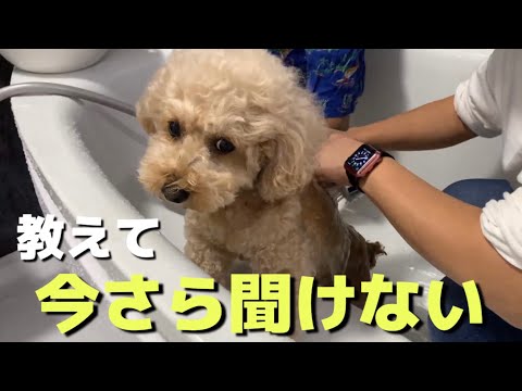【今さら聞けない】そもそも犬のシャンプーって必要なの？