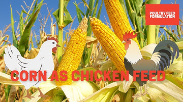 Corn as Chicken Feed for Optimal Health and Egg Production