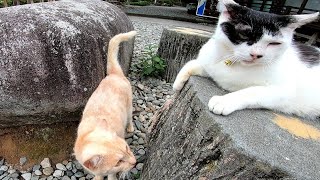 猫が沢山いるお庭で猫を撫でるのは楽しい