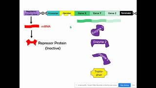 Repressible & Inducible Operons (AP Biology Topic (6.5)