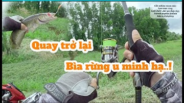 Săn cá lóc bìa rừng u minh hạ ngày mưa bão || may mắn vẩn có cá || @duphanfishing69camau 