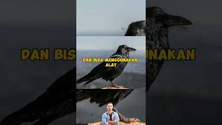 Download Lagu Fakta Menarik Video YouTube Short #shorts MP3