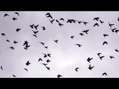 circles flying birds