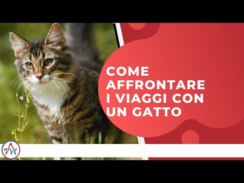 Video: 3 modi per calmare un gattino