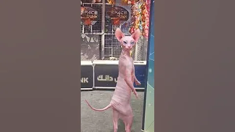 Watch the video about #sphynx #cat #sphynxfamily #funny #cute #catlover #