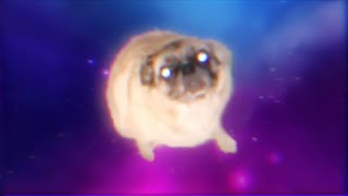 OIIAOIIA Dog by Rapid Liquid 377,541 views 6 months ago 45 seconds