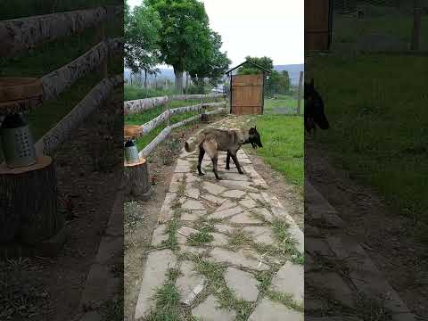 Hera #alatürkiye #köpek