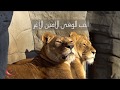 أحب الوفاء محمد المقيط 