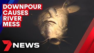 Huge downpour creates putrid mess in the River Torrens  | 7NEWS