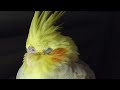 Relax Your Cockatiel | Calming Music for Cockatiels #2