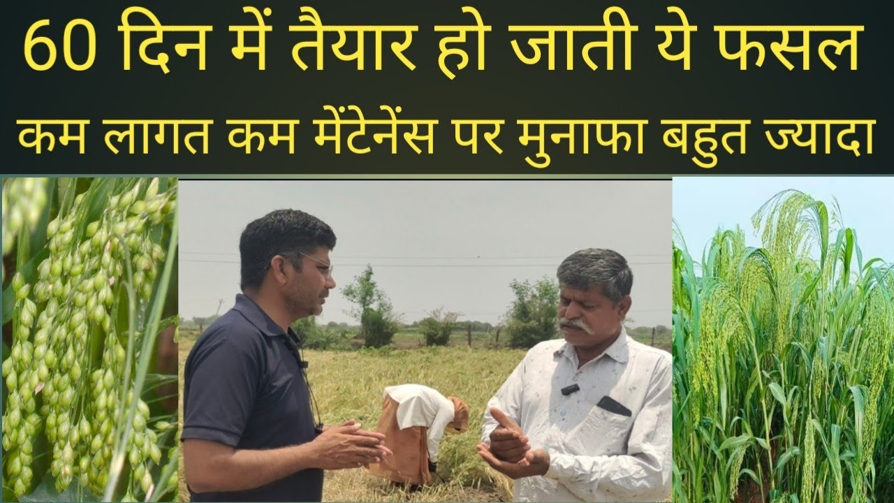 60 दिन में उगने वाली फसल कम लागत कम मेंटेनेंस पर मुनाफा बहुत ज्यादा