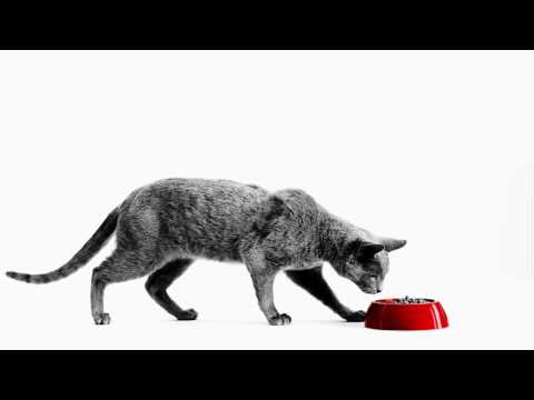 Video: Mačja Hrana Za Uklanjanje Dlaka: Kada Je To Potrebno, Kako To Radi, Popularne Marke, Pregledi Veterinara I Vlasnika