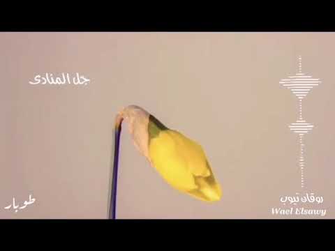 جل المنادى الشيخ نصر الدين طوبار