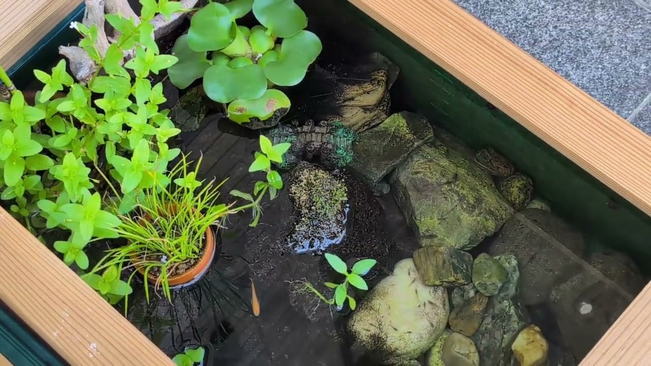 21 赤玉土やエアレーション無しで水質を保つ方法。メダカのビオトープ