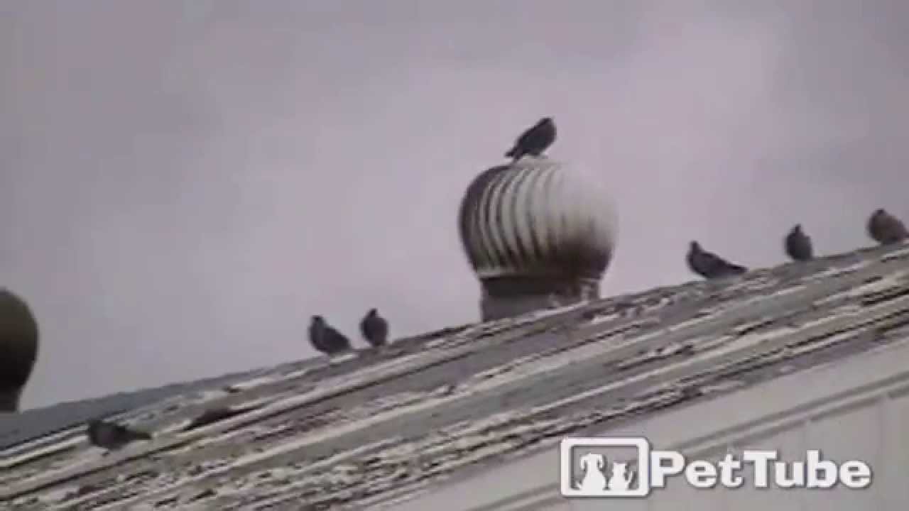 cute cats for sale PIGEON Goes for a SPIN - PetTube