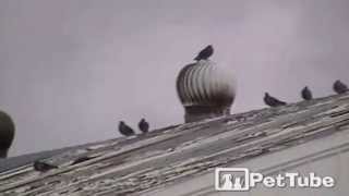 Pigeon Goes For A Spin - Pettube
