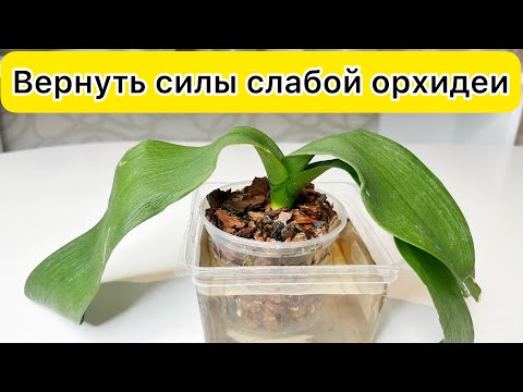 Воскресить СЛАБУЮ ОРХИДЕЮ после зачистки корней и без тургора листьев орхидеи