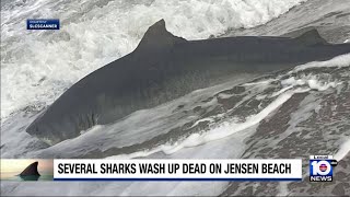 Sharks wash up dead on Jensen Beach