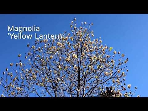 Paul's Picks: the Magnolia 'Yellow Lantern' tree