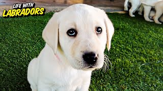These Labrador Puppies Will Make You Smile!!