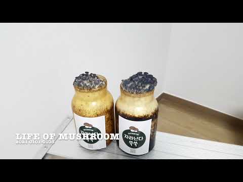 느타리버섯 재배  life of mushroom
