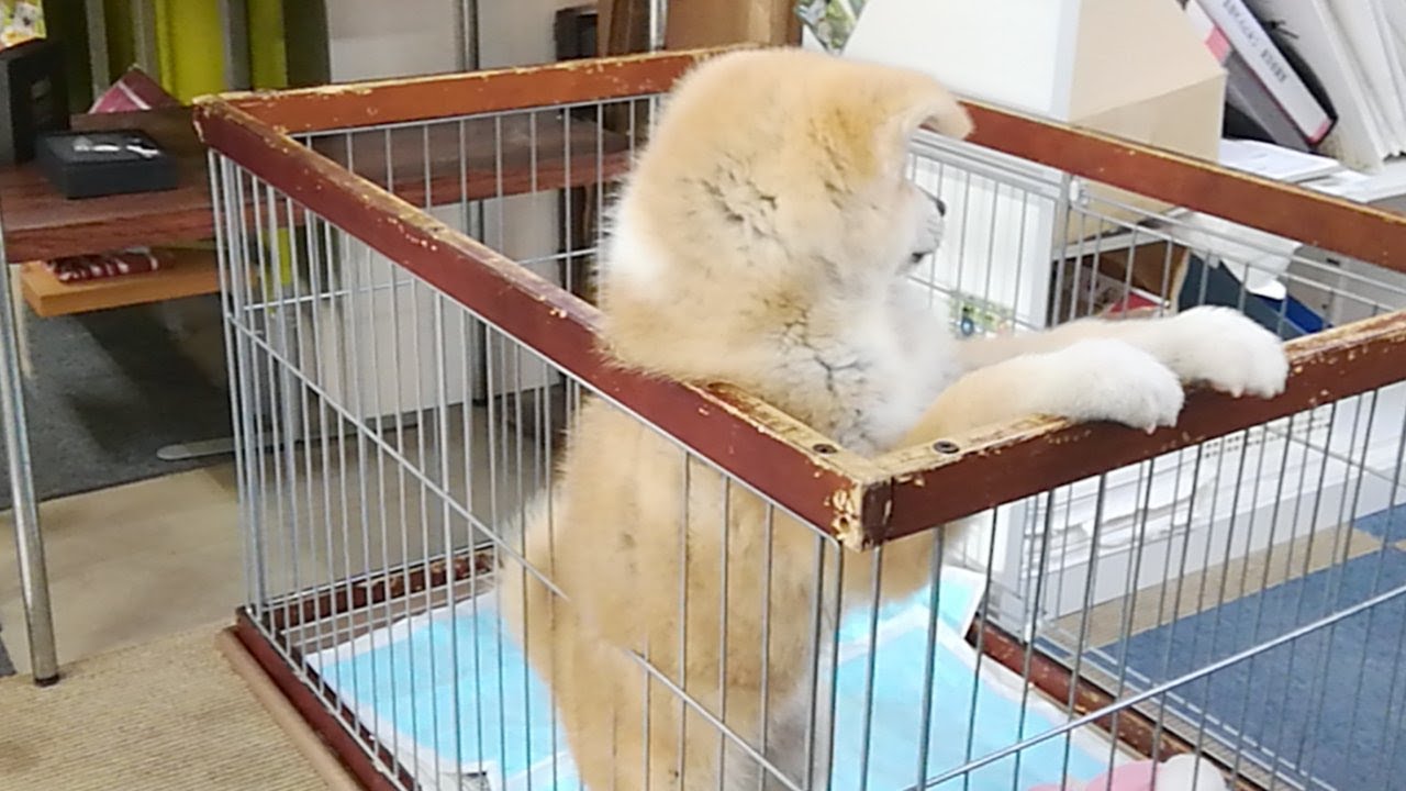 ひめちゃん配信！