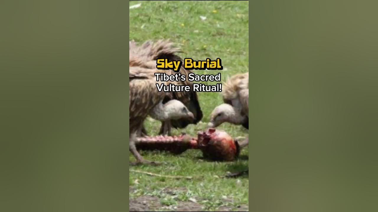 Unveiling Tibet’s Sky Burial: A Sacred Tradition with Vultures Unveiling Tibet’s Sky Burial: A Sacred Tradition with Vultures