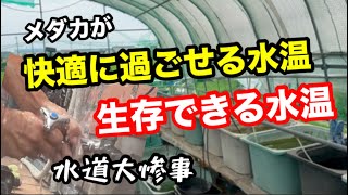 これ以上の水温は要注意です【メダカ】