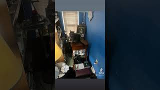 Em Thee Cat Just Comes To Thy Lord At Saint Pauls Prayer Chapel, In Kulpmont Pa