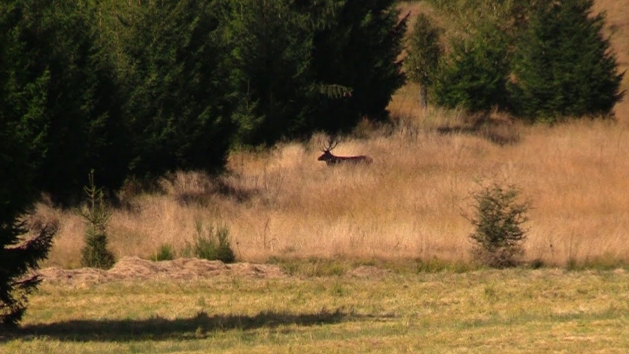 Damhert Mochamps - september 2019